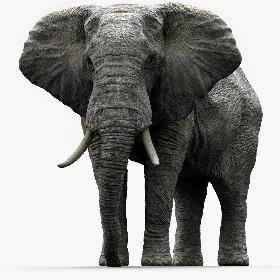 African Elephant (Animation) (Rigged)